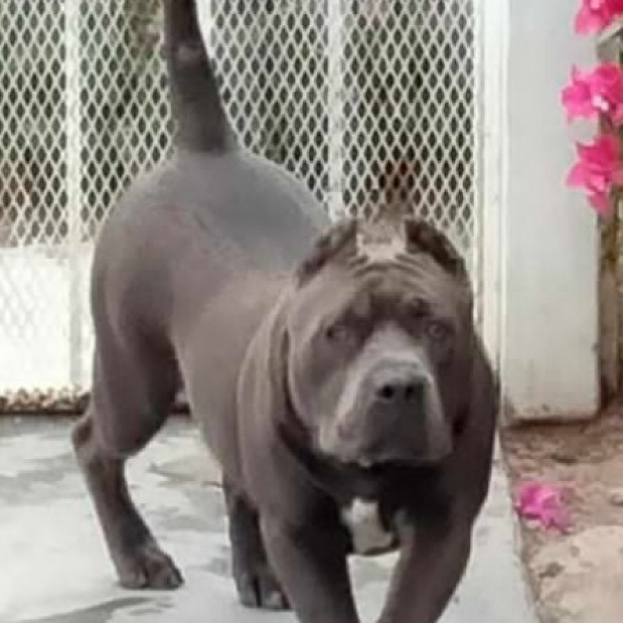 ZEUS | Raza American Pitbull Terrier | Perdido