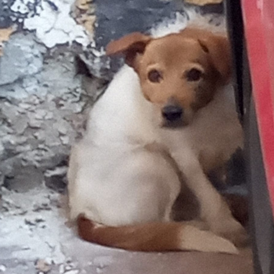  | Raza Mestizo, cruza de Jack Russell Terrier | Encontrado