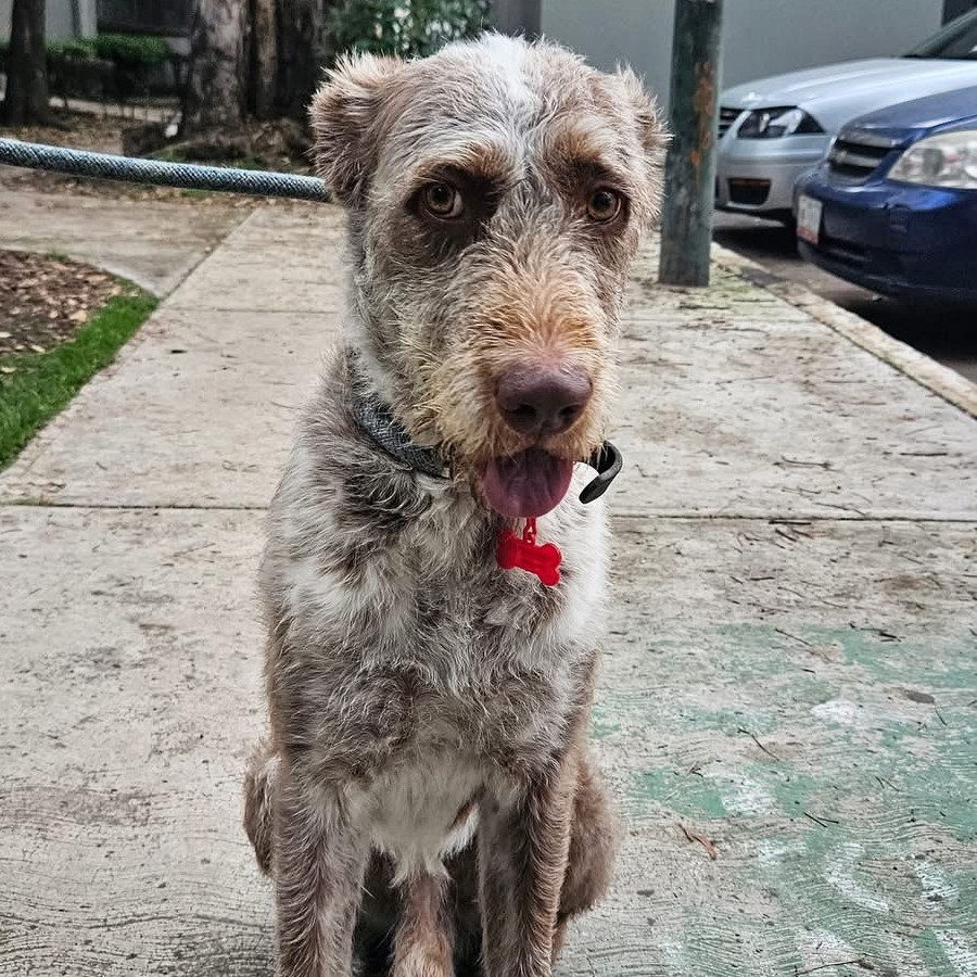  | Raza Lagotto Romagnolo | Encontrado