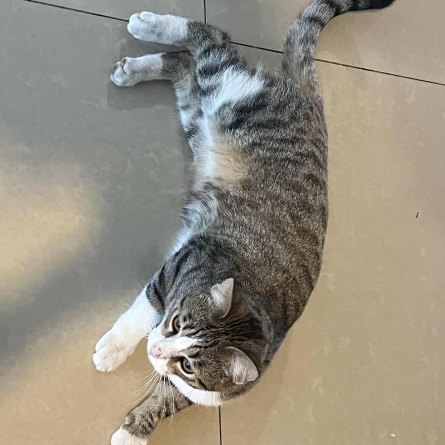 TOMÁS | Raza Doméstico Américano de Pelo Corto | Perdido