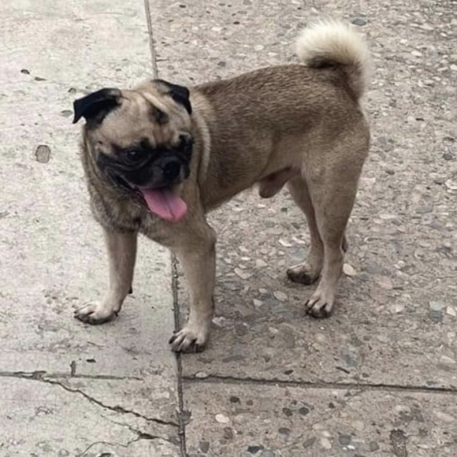 MAX | Raza Pug o Carlin | Perdido