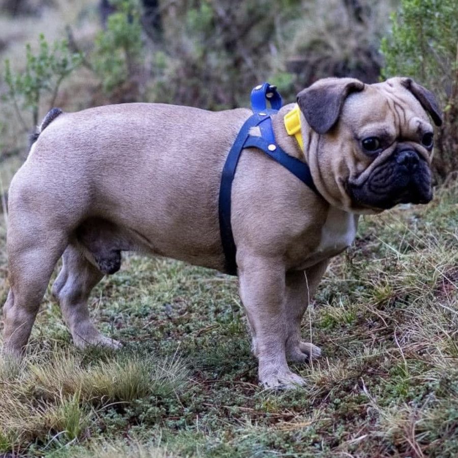 RIGO | Raza Mestizo, cruza de Bulldog Francés con Pug | Perdido