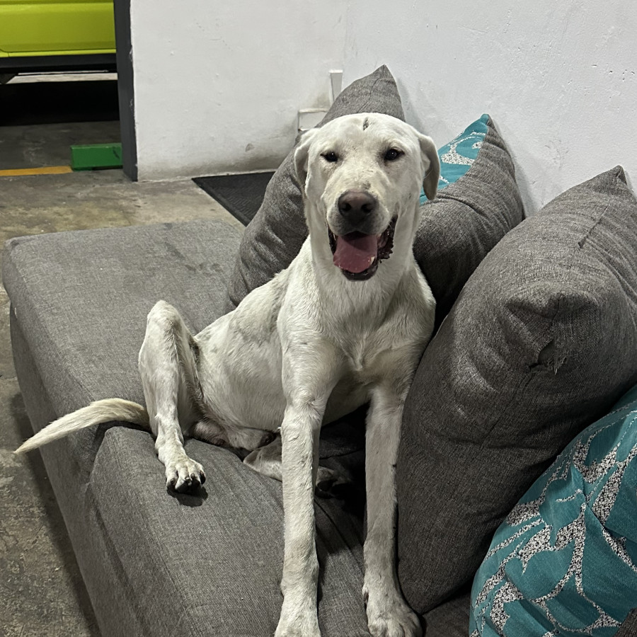  | Raza Labrador  | Final Feliz