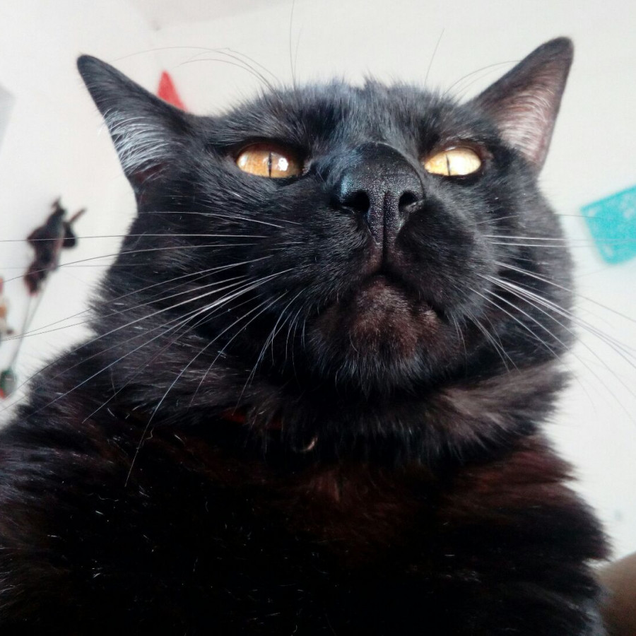 MISHIPESHU | Raza Bombay | Perdido