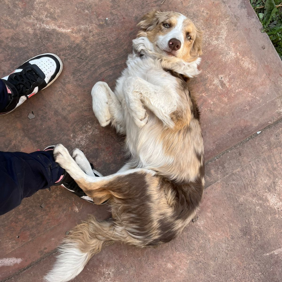 CANELITA | Raza Border Collie  | Perdida