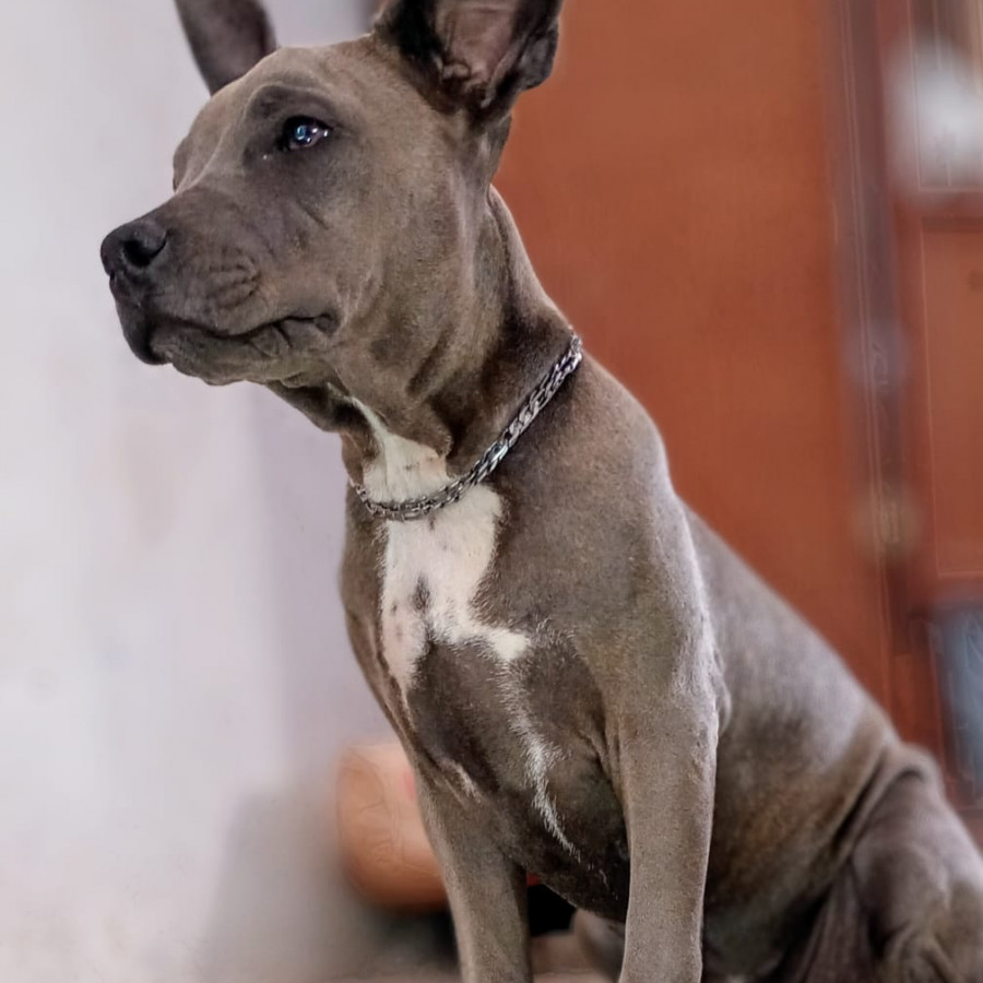 FIONA | Raza American Pitbull Terrier | Perdida