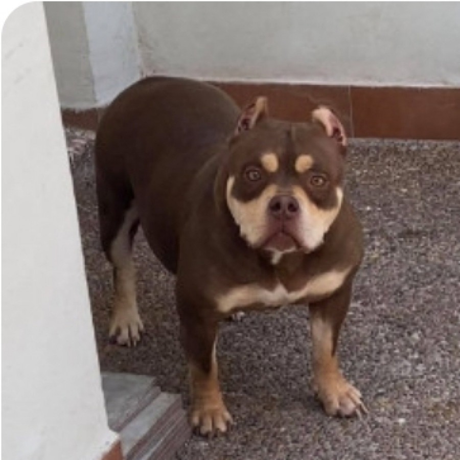 KIARA | Raza American Bully  | Perdida