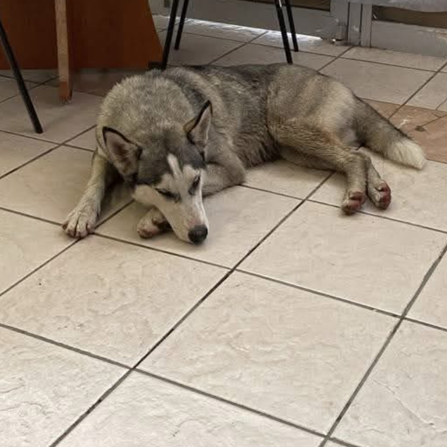  | Raza Husky Siberiano | Encontrada