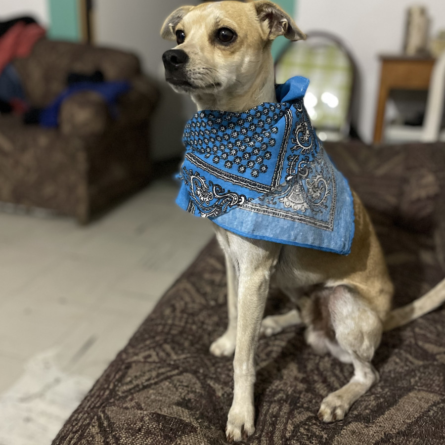 BILLIE | Raza Chihuahua | Perdido