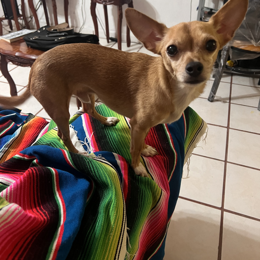 APOLO | Raza Chihuahua | Final Feliz