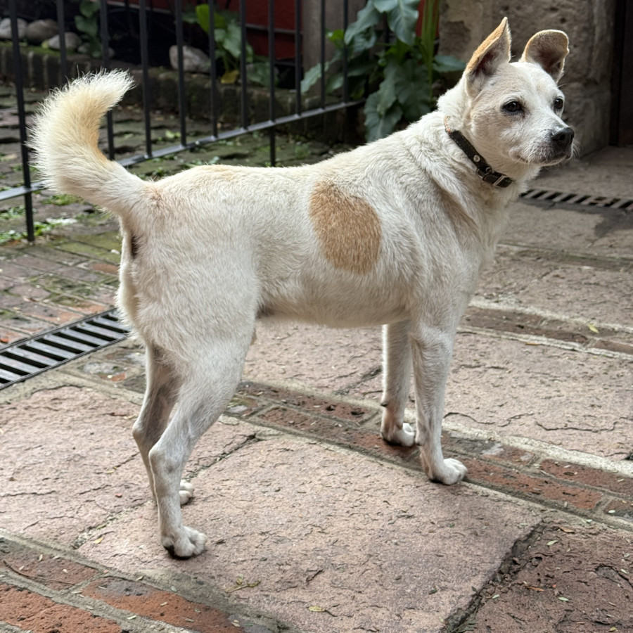  | Raza Criollo | Encontrado