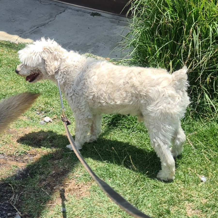 TAKASHI | Raza French Poodle o Caniche | Perdido