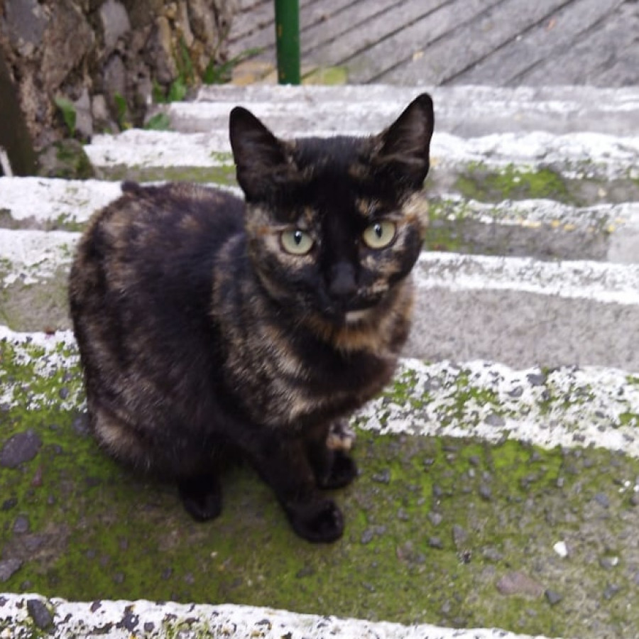 TUTI | Raza Calicó de pelo corto | En Adopción