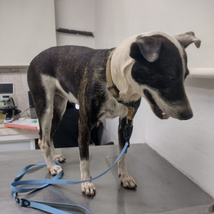  | Raza Mestiza | Encontrada