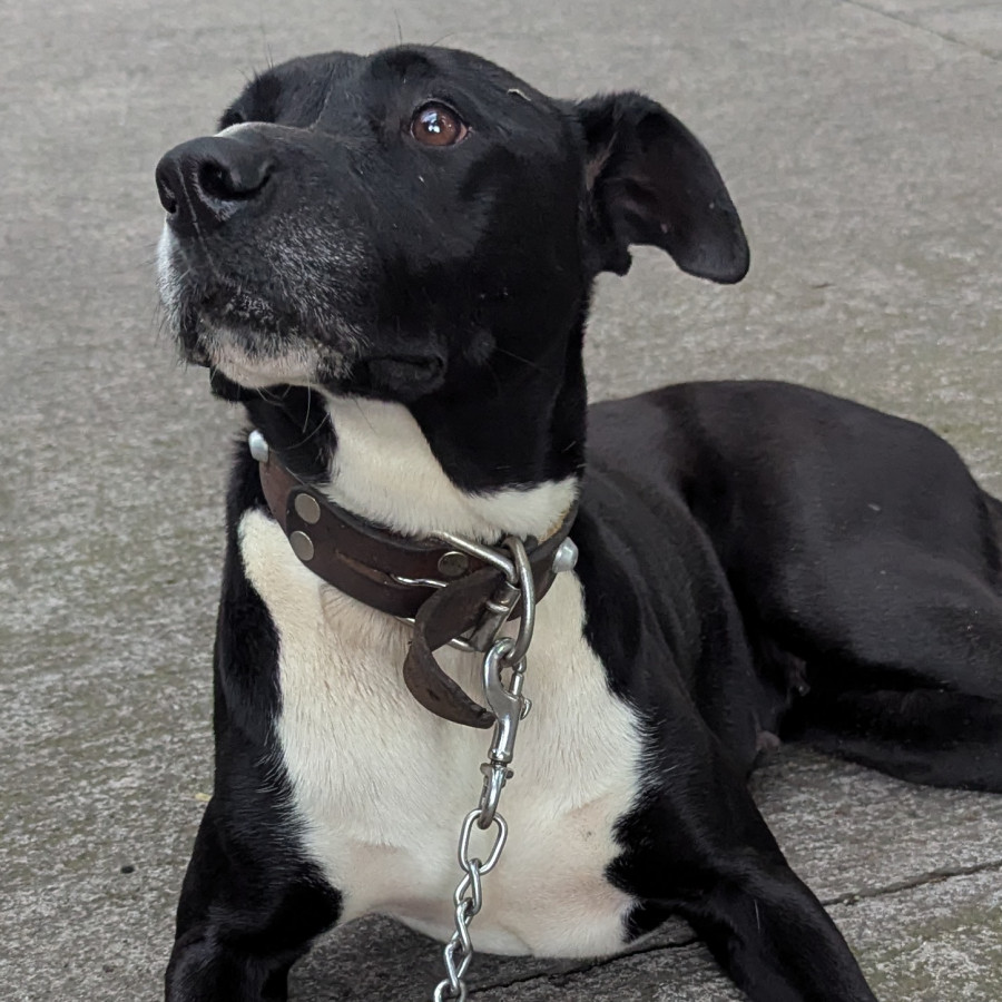 | Raza Mestiza, cruza de American Pitbull Terrier | Encontrada