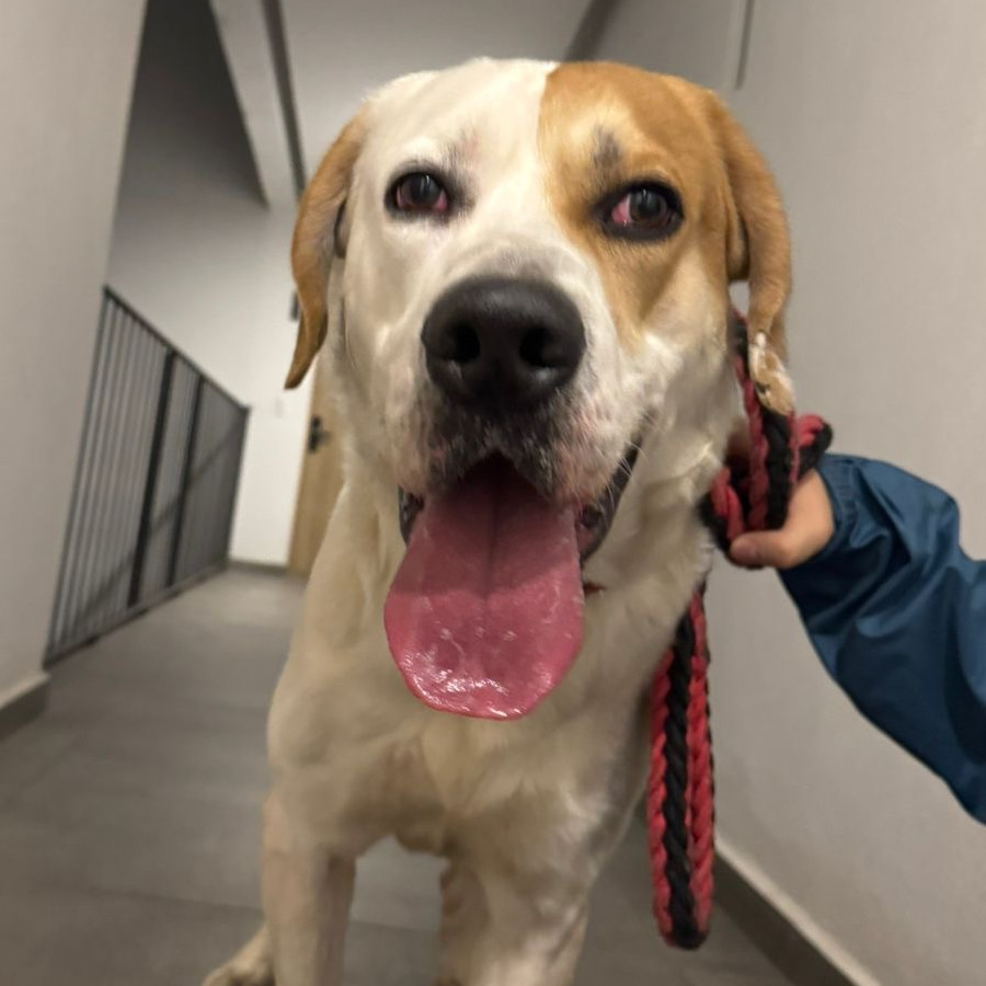  | Raza Mestizo,  posible cruza de Labrador | Encontrado
