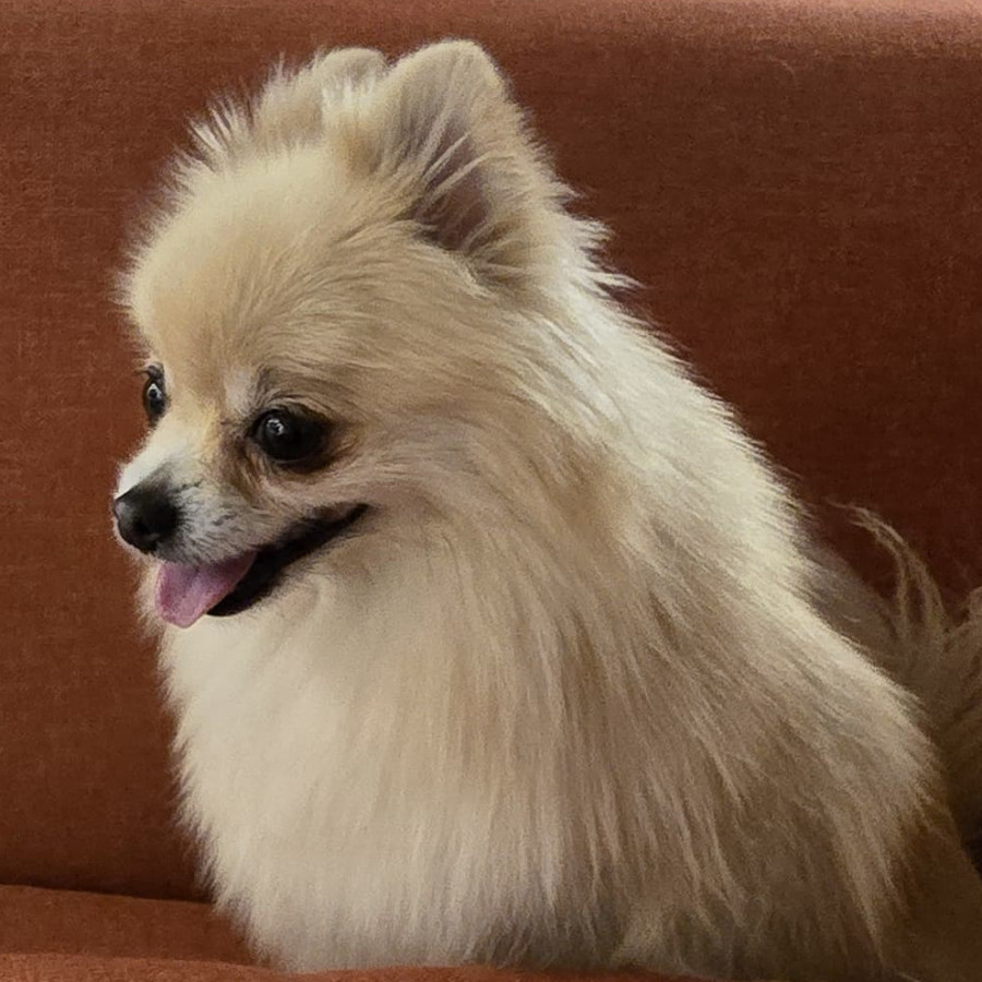 MAGA | Raza Pomerania | Perdida