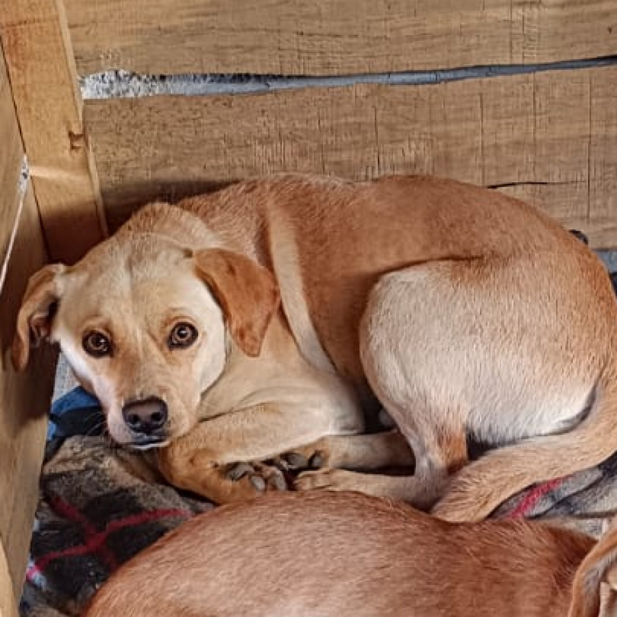 BALU | Raza Mestizo | Perdido
