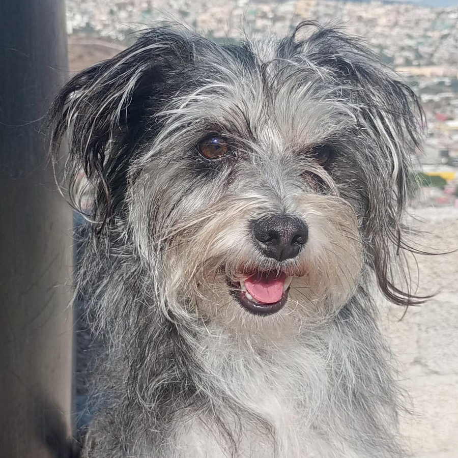 CHIQUIS | Raza Mestiza, cruza de Schnauzer con Chihuahua | Perdida