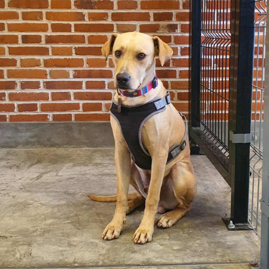 GUAPO | Raza Mestizo,  cruza de Labrador | En Adopción