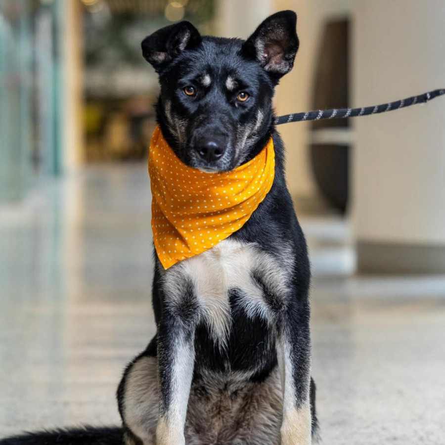 GRETEL | Raza Mestiza, cruza de Pastor Alemán | En Adopción