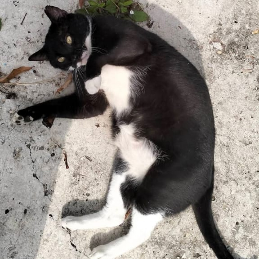 ATTOS | Raza Doméstico Américano de Pelo Corto | Perdido