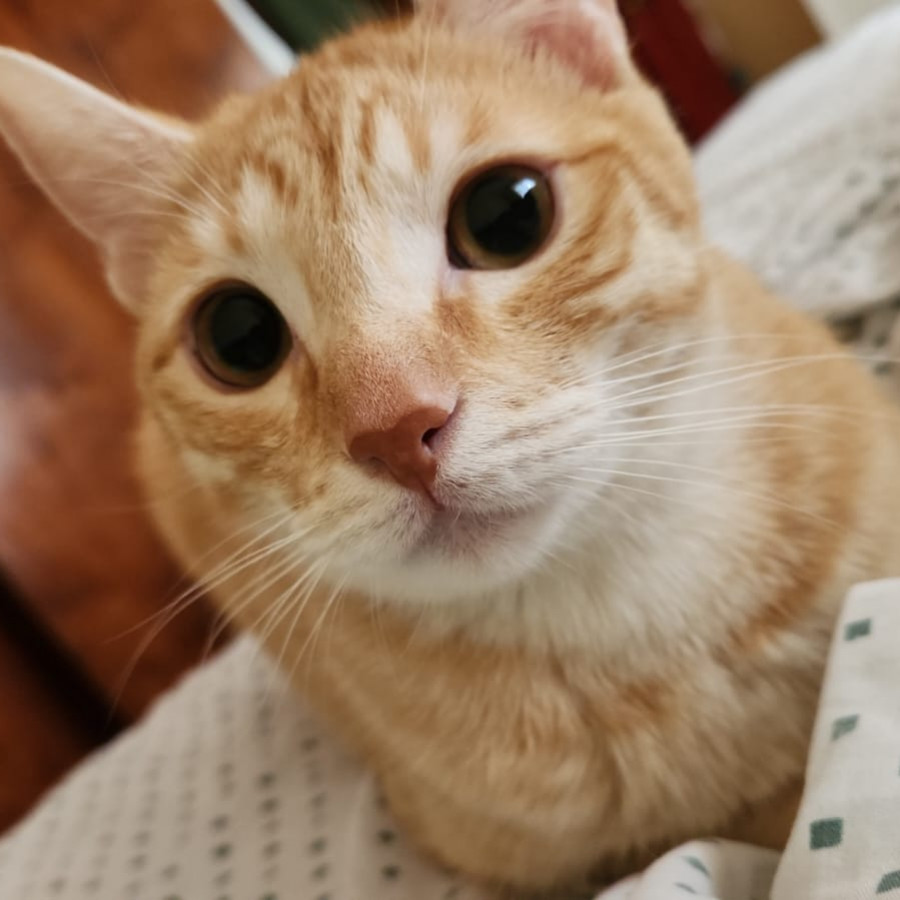 NALA | Raza Doméstico Américano de Pelo Corto | Perdida