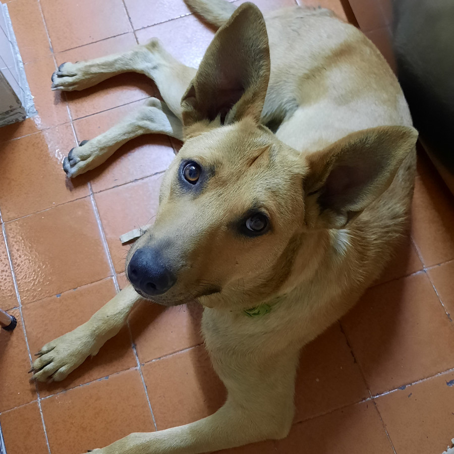  | Raza Mestizo,  cruza de Pastor Belga Malinois | Encontrado