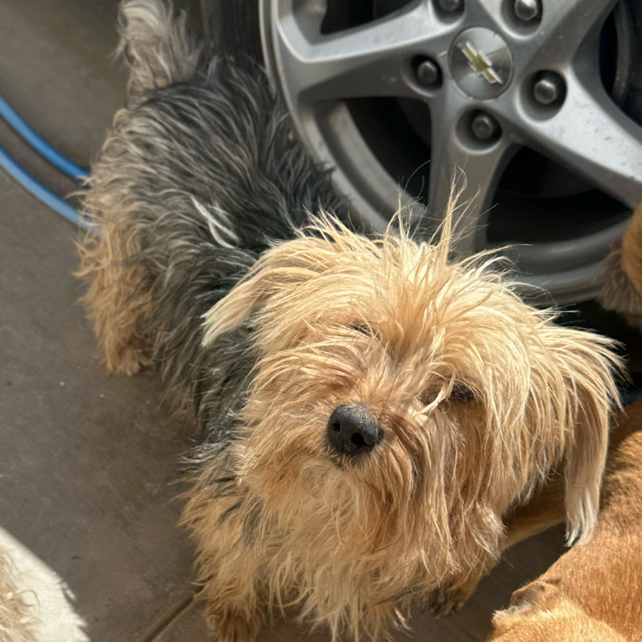 MAX | Raza Yorkshire Terrier (Yorkie) | Perdido
