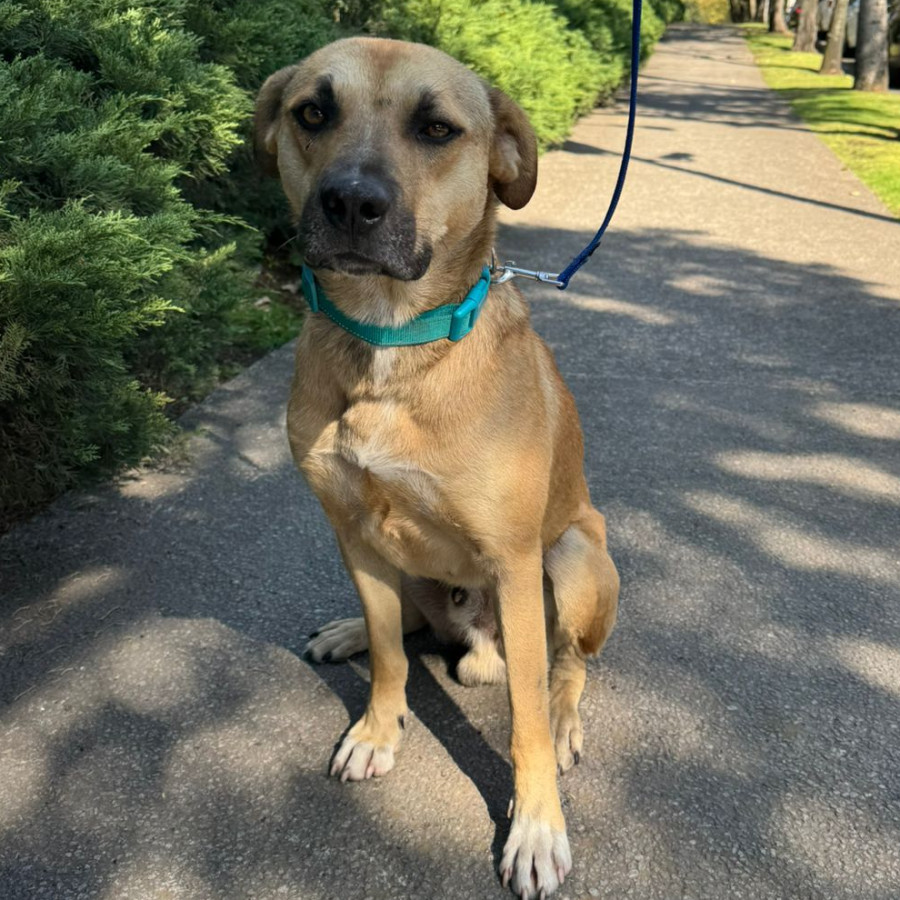  | Raza Mestizo,  cruza de Labrador con American Pitbull Terrier | Encontrado