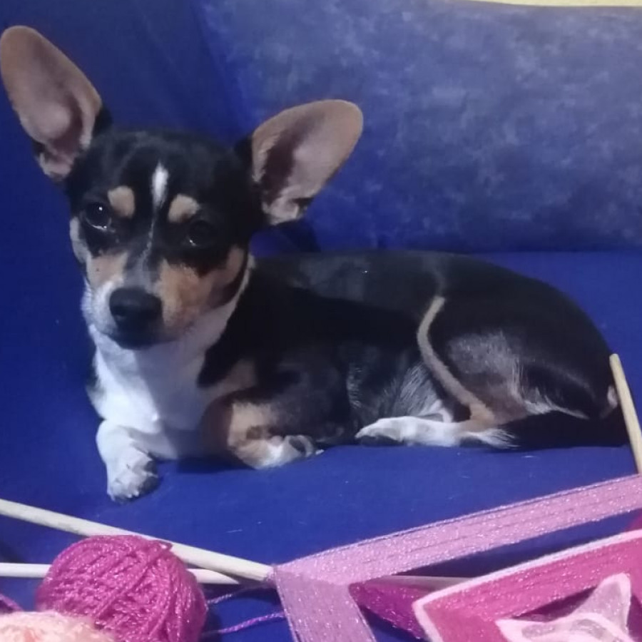 CALDERO O CALDERITO | Raza Chihuahua | Perdido