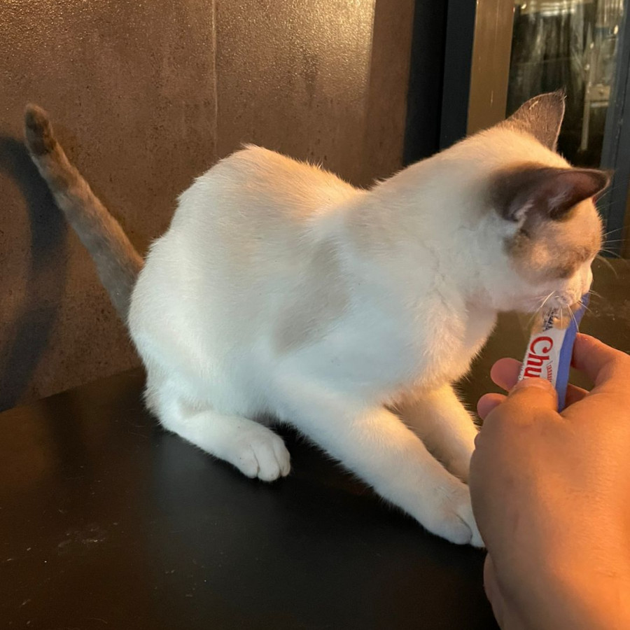 MICHI | Raza Aslan o Siamés moderno, punto tabby | En Adopción