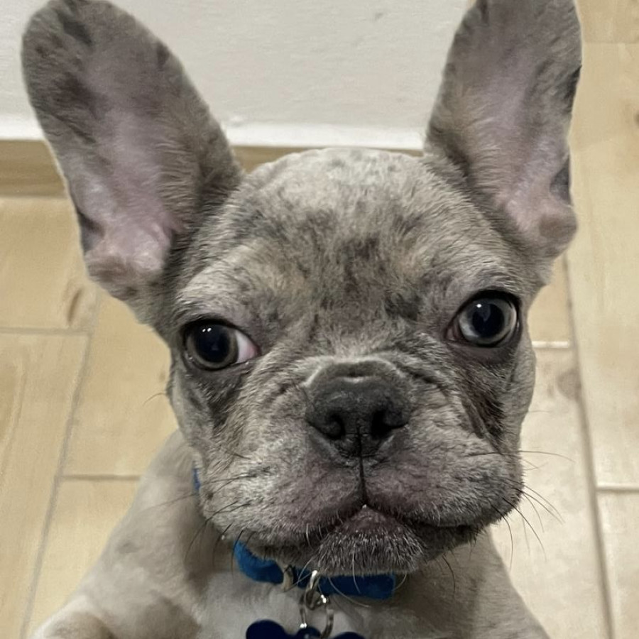 YODA | Raza Bulldog Francés  | Final Feliz
