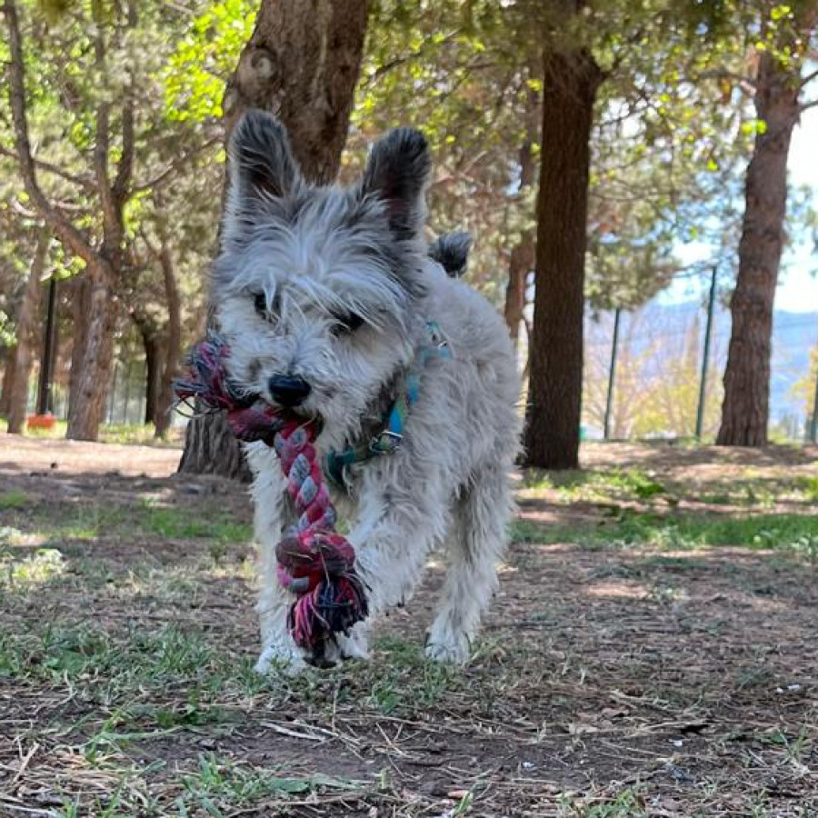 NALA | Raza Schnauzer Miniatura  | Perdida