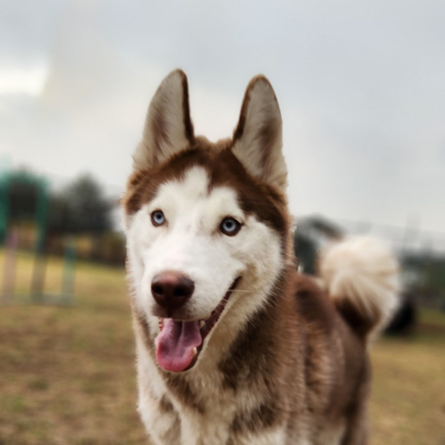 ROBIN | Raza Husky Siberiano | En Adopción