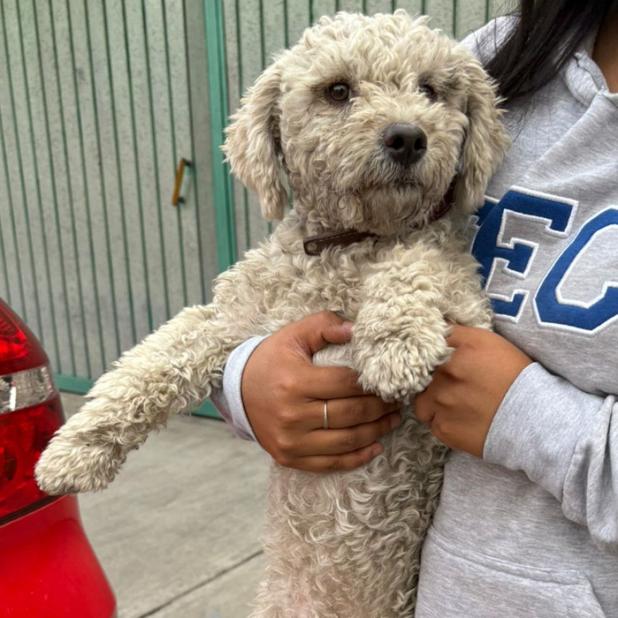 | Raza Mestizo, cruza de French Poodle | Encontrado