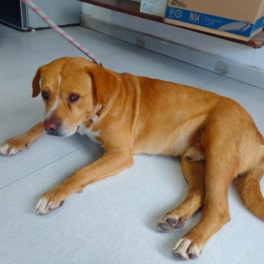 PANQUESITO | Raza Mestizo, cruza de Labrador con American Pitbull Terrier | Final Feliz