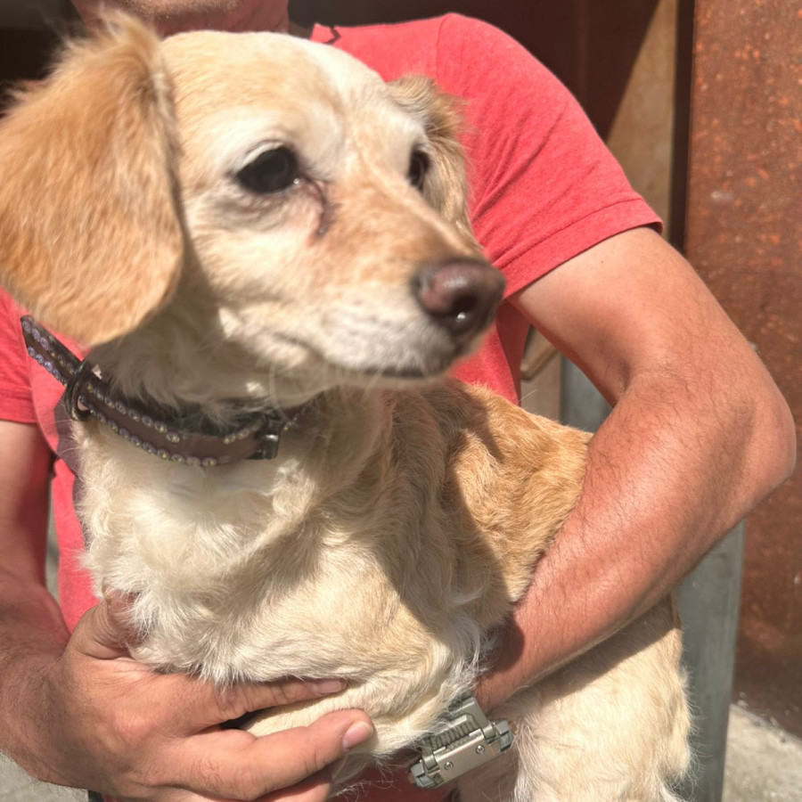  | Raza Mestiza, posible cruza de Dachshund o Salchicha con Cocker | Encontrada