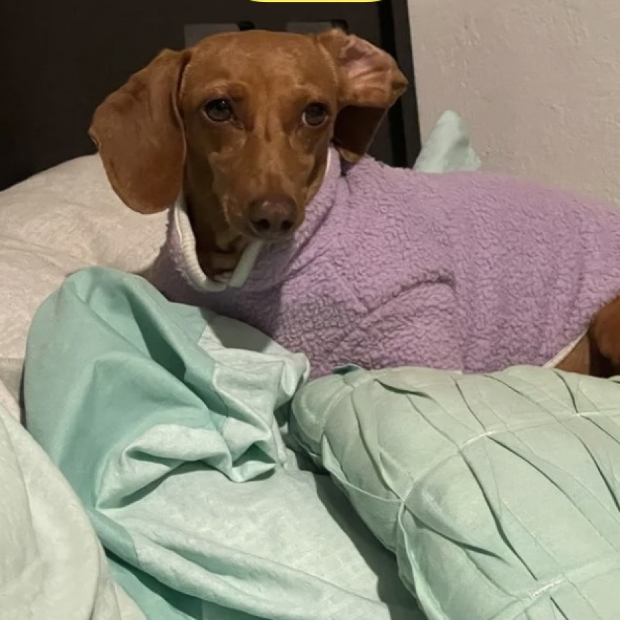 MÍA | Raza Dachshund o Salchicha  | Perdida