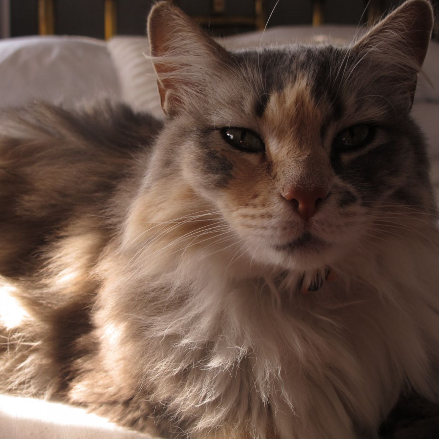 MAGGIE | Raza Calicó de pelo semilargo | Perdida