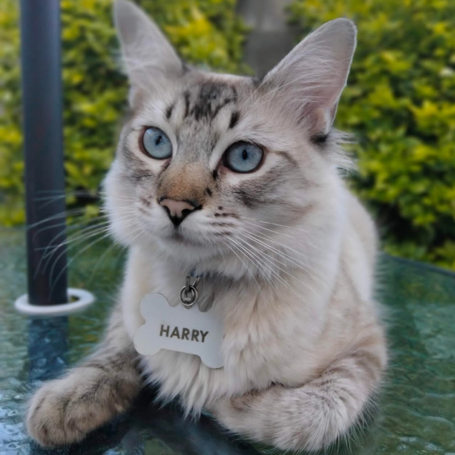 HARRY | Raza Balinés punto tabby | Final Feliz