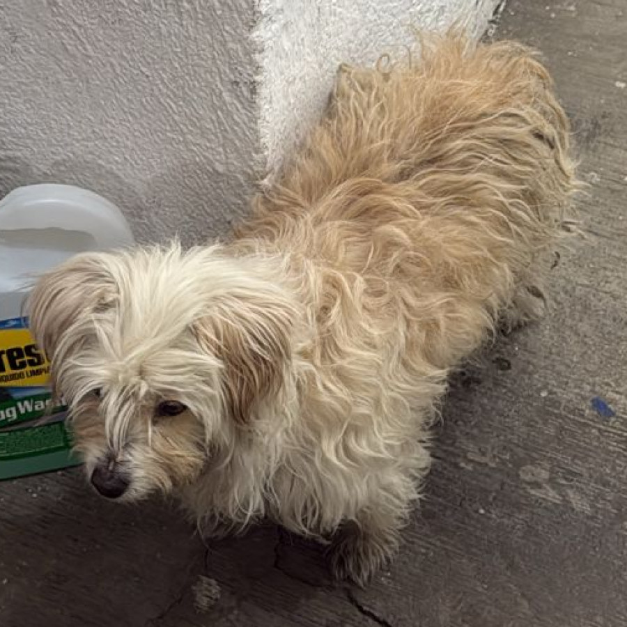  | Raza Mestiza,  cruza de Maltés | Encontrada