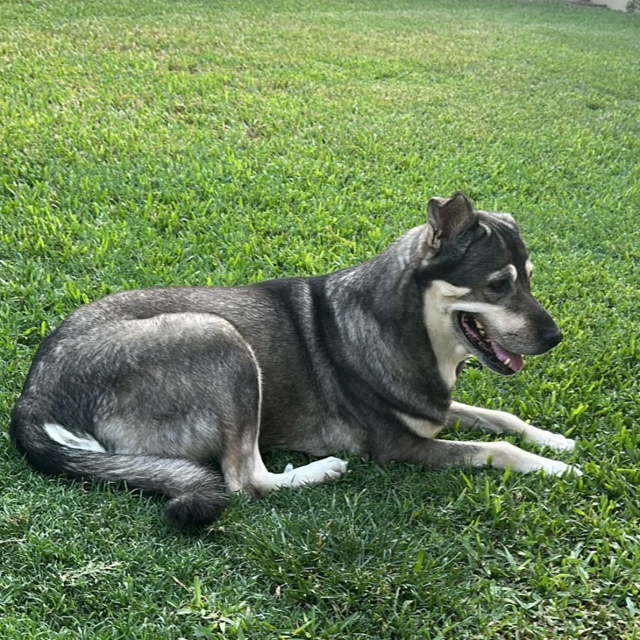 LÚA | Raza Mestiza, cruza de Labrador con Akita | Final Feliz