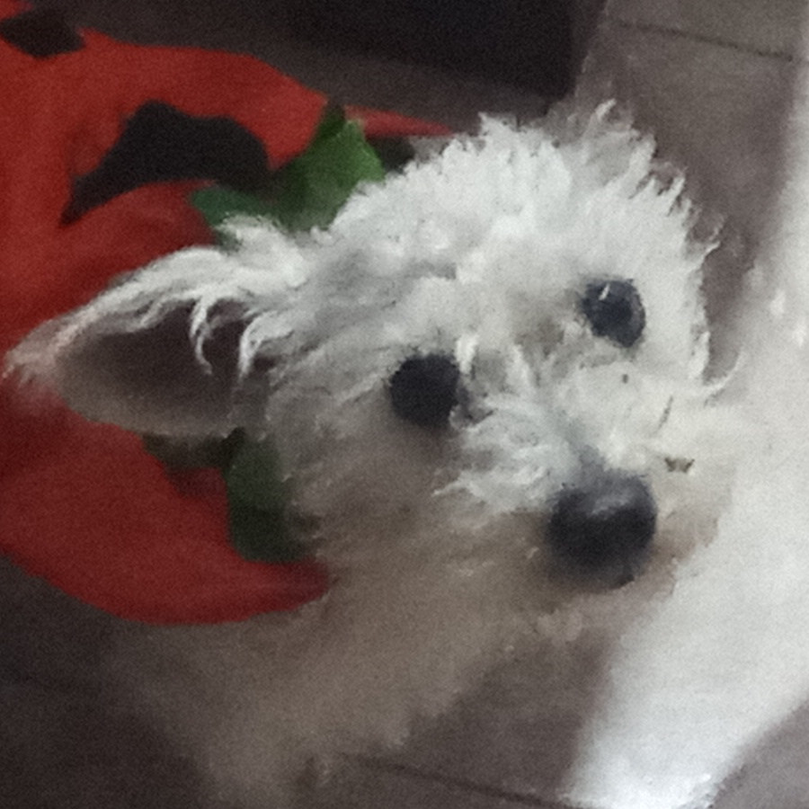 MANDY | Raza Mestiza,  cruza de French Poodle | Final Feliz