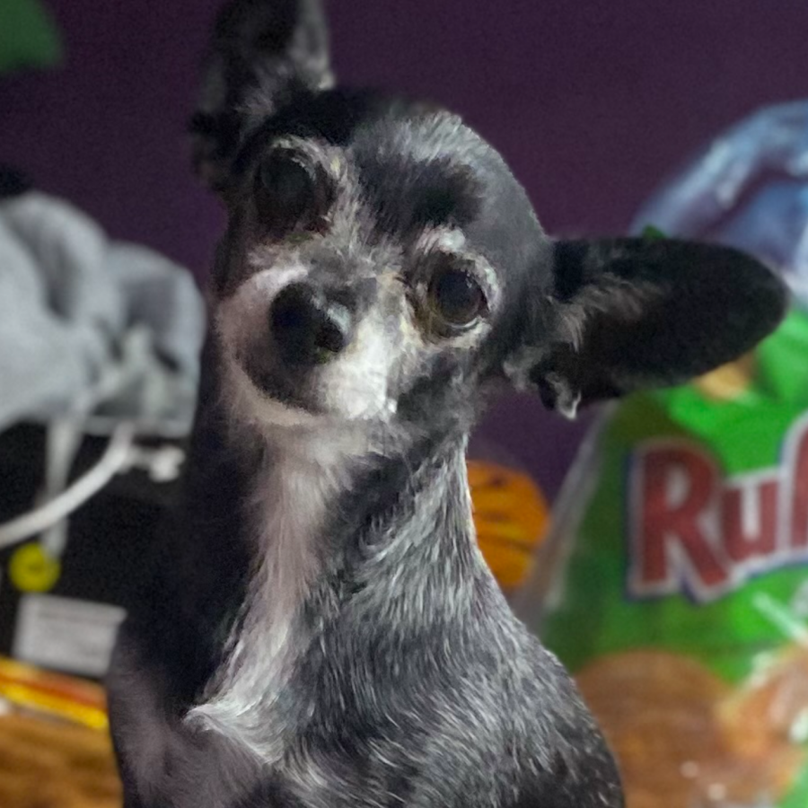 SHANTY | Raza Chihuahua | Final Feliz