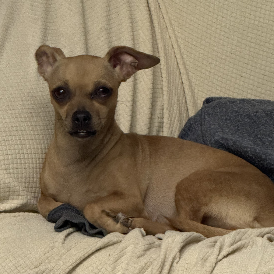 FLACA | Raza Chihuahua | Perdida