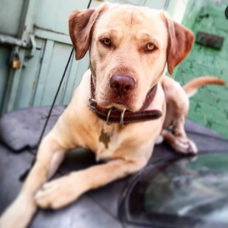 CASPER | Raza Labrador  | En Adopción