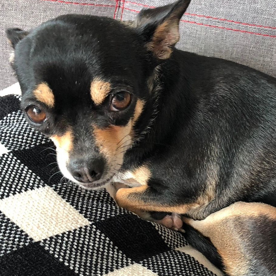 DAYSI | Raza Chihuahua | Perdida