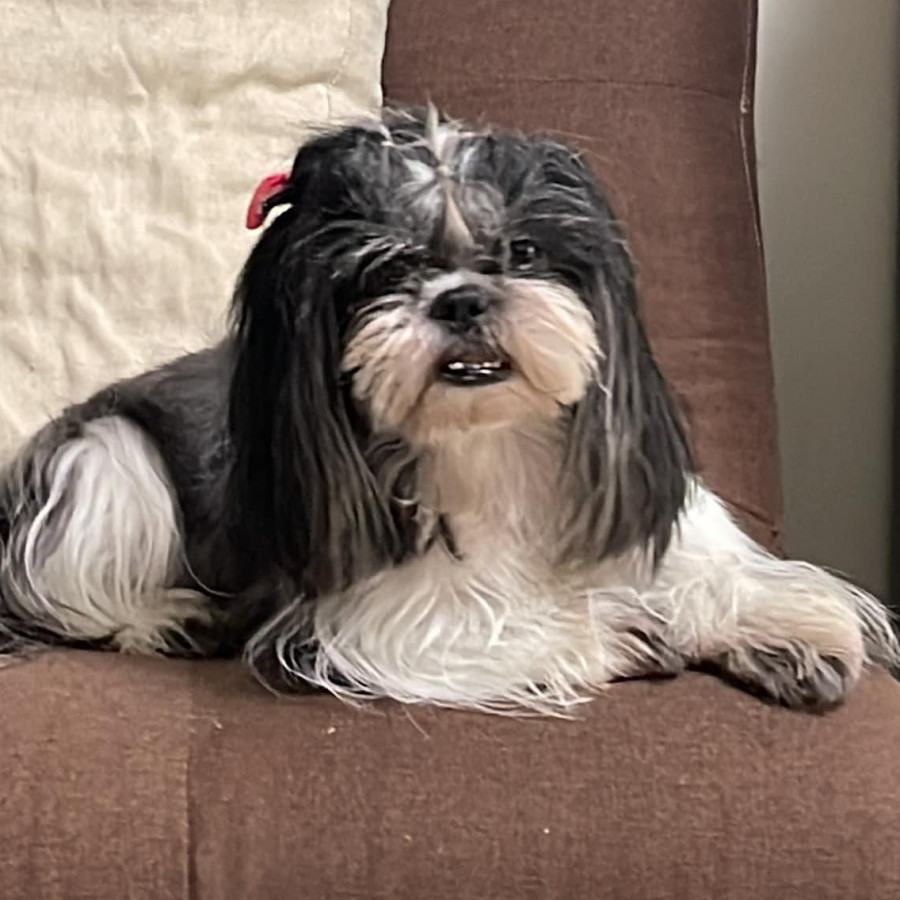 CLOE | Raza Shih Tzu  | Final Feliz