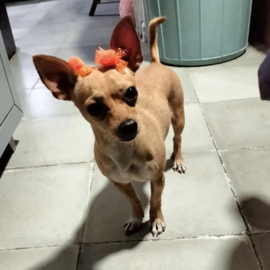 MILA | Raza Chihuahua | Perdida
